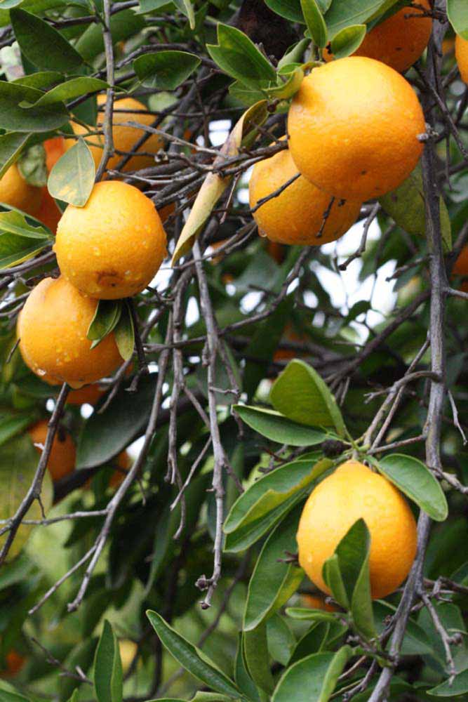              Fruit (Riverside, CA)       